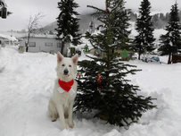 Dusty am Weihnachtsbaum